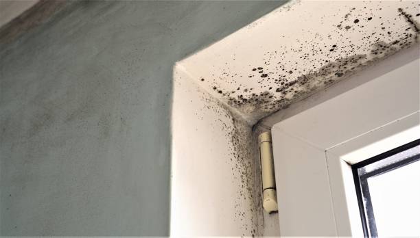 Mold Exposure & Symptoms